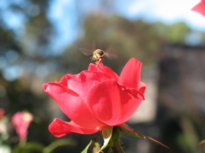 The Bee and The Rose